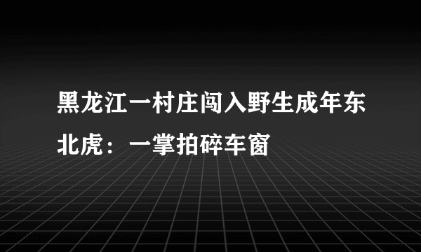 黑龙江一村庄闯入野生成年东北虎：一掌拍碎车窗